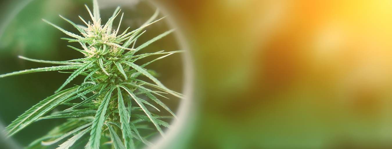 cannabis flower strains
